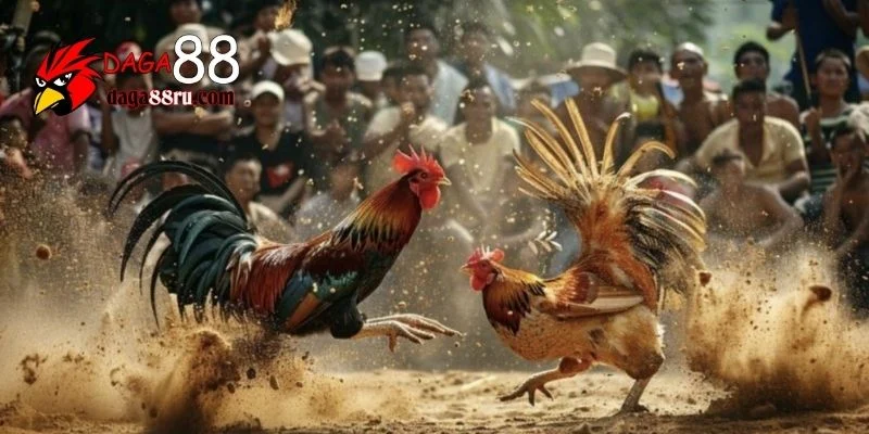 Đá gà miền Tây