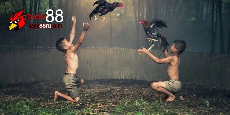 Đá gà miền Tây: Khám Phá Nét Văn Hóa Độc Đáo Qua Daga88 2025