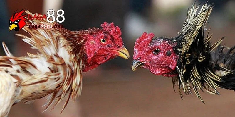 Đại lý Daga88