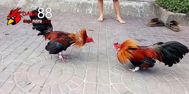 Gà chọi Thái: Đặc Điểm Và Kỹ Thuật Nuôi Giống Gà Quý Hiếm