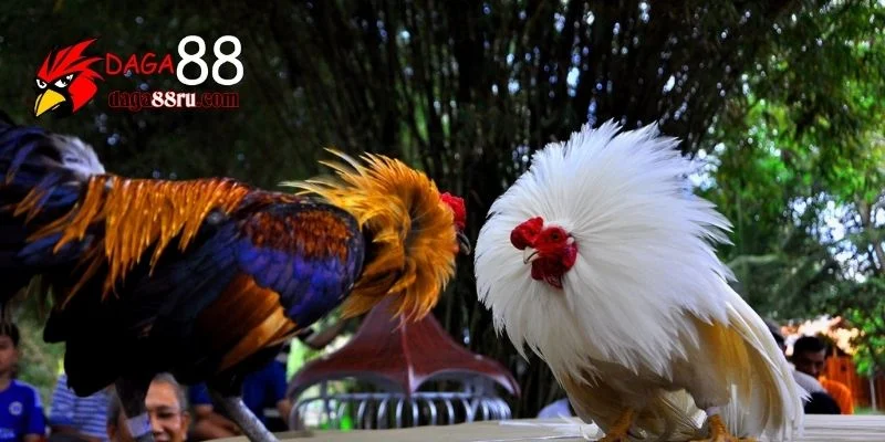 Link Daga88 mới nhất