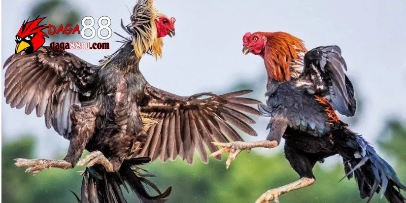 Thomo 999: Giải Mã Sân Chơi Đá Gà Trực Tuyến Hàng Đầu 2025