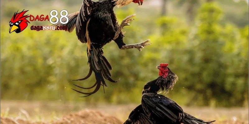Vảy gà chọi tốt