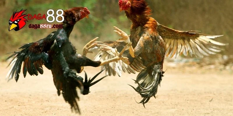 Vảy gà chọi xấu
